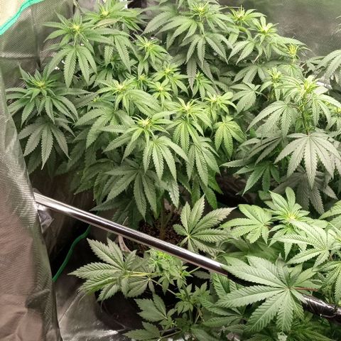 Cotton candy cane and G.R.E.A.M growlog timeline photo