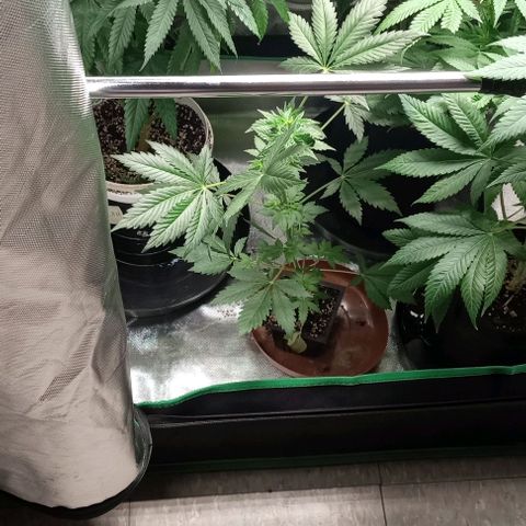 Cotton candy cane and G.R.E.A.M growlog timeline photo