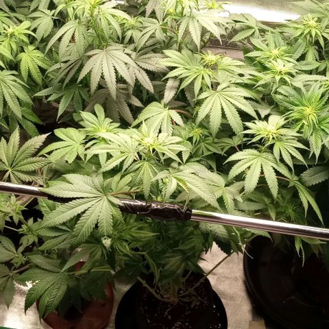 Cotton candy cane and G.R.E.A.M growlog timeline photo