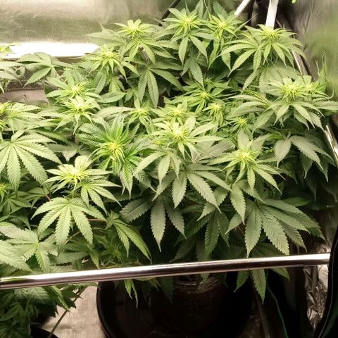Cotton candy cane and G.R.E.A.M growlog timeline photo