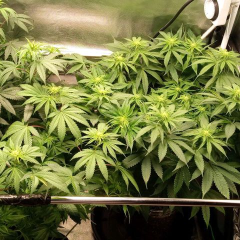Cotton candy cane and G.R.E.A.M growlog timeline photo