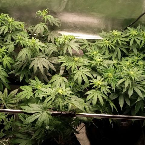 Cotton candy cane and G.R.E.A.M growlog timeline photo