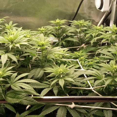Cotton candy cane and G.R.E.A.M growlog timeline photo
