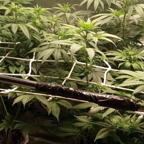 Cotton candy cane and G.R.E.A.M growlog timeline photo