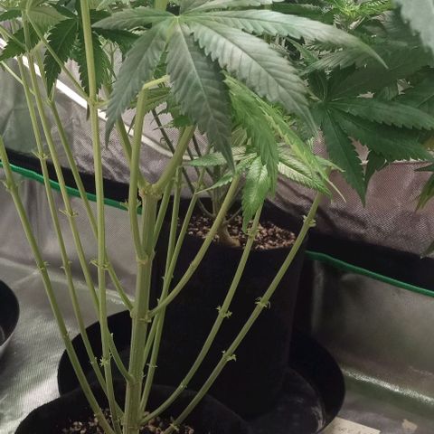 Cotton candy cane and G.R.E.A.M growlog timeline photo