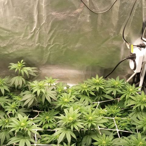 Cotton candy cane and G.R.E.A.M growlog timeline photo