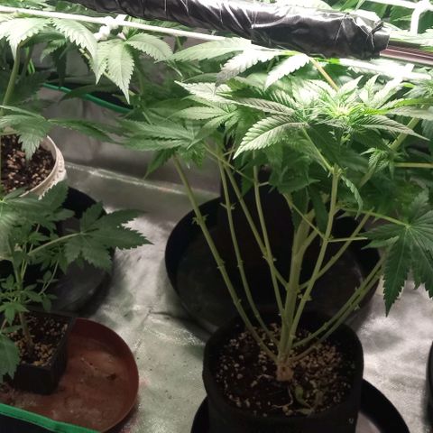 Cotton candy cane and G.R.E.A.M growlog timeline photo
