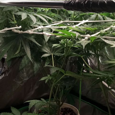 Cotton candy cane and G.R.E.A.M growlog timeline photo