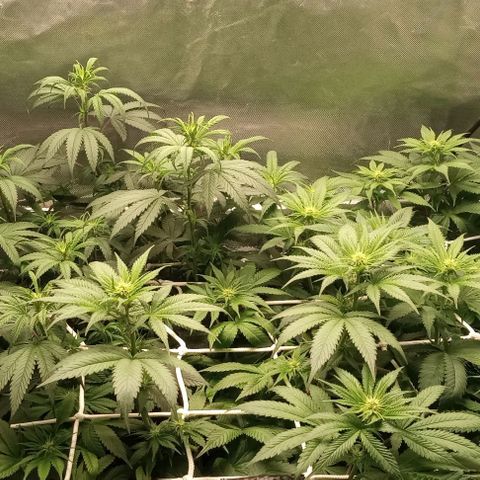 Cotton candy cane and G.R.E.A.M growlog timeline photo