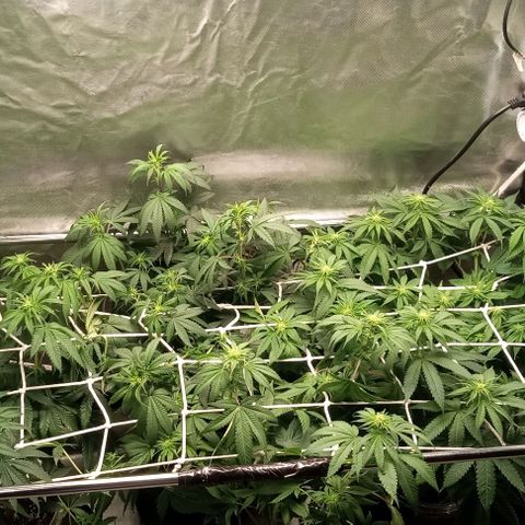 Cotton candy cane and G.R.E.A.M growlog timeline photo