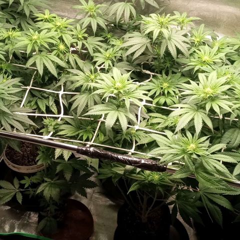 Cotton candy cane and G.R.E.A.M growlog timeline photo