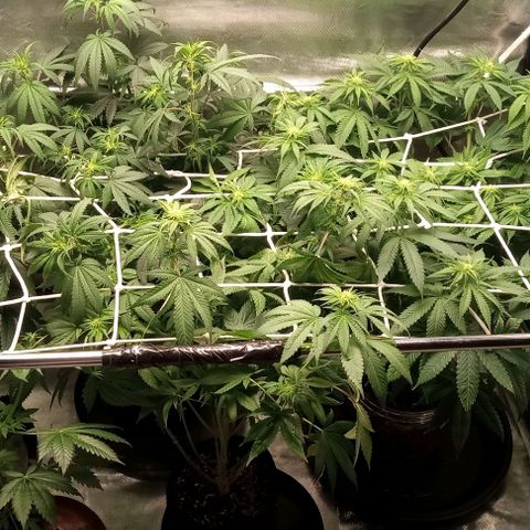 Cotton candy cane and G.R.E.A.M growlog timeline photo