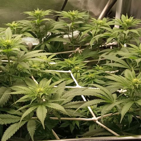 Cotton candy cane and G.R.E.A.M growlog timeline photo