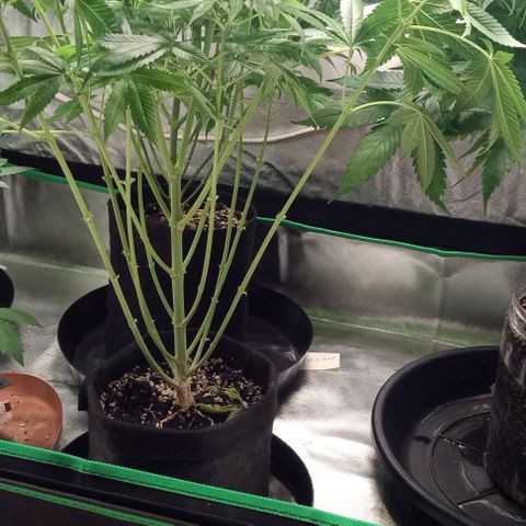 Cotton candy cane and G.R.E.A.M growlog timeline photo