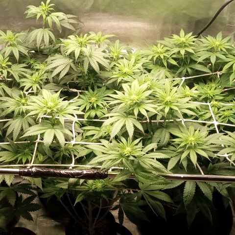 Cotton candy cane and G.R.E.A.M growlog timeline photo