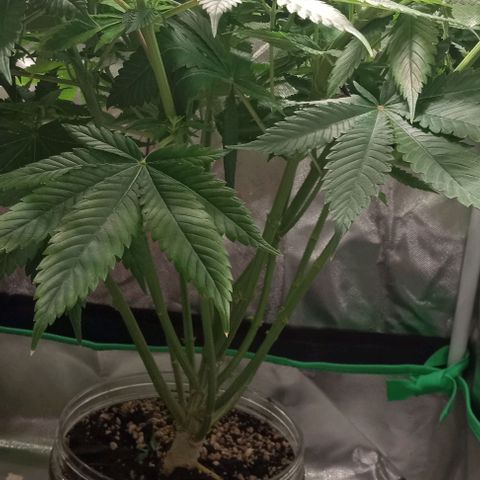 Cotton candy cane and G.R.E.A.M growlog timeline photo