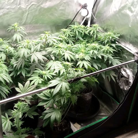 Cotton candy cane and G.R.E.A.M growlog timeline photo