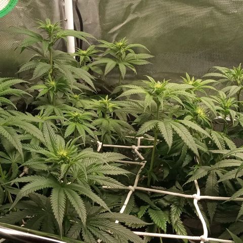 Cotton candy cane and G.R.E.A.M growlog timeline photo