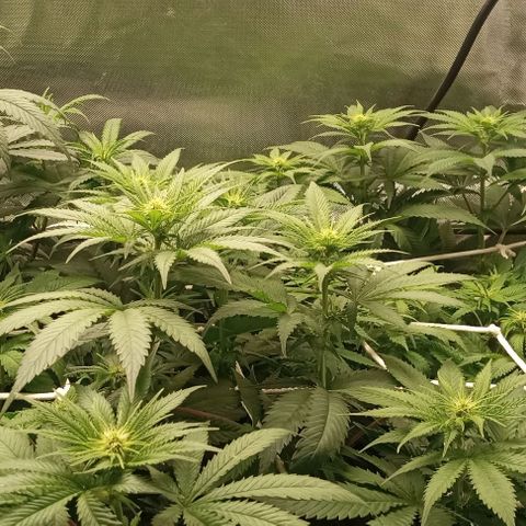 Cotton candy cane and G.R.E.A.M growlog timeline photo