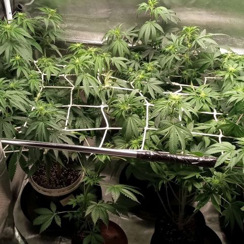 Cotton candy cane and G.R.E.A.M growlog timeline photo