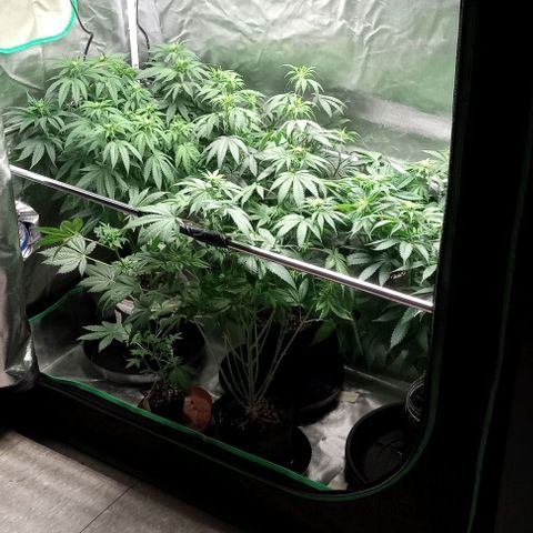 Cotton candy cane and G.R.E.A.M growlog timeline photo