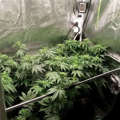 Cotton candy cane and G.R.E.A.M growlog timeline photo