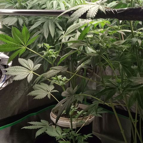 Cotton candy cane and G.R.E.A.M growlog timeline photo