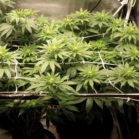 Cotton candy cane and G.R.E.A.M growlog timeline photo