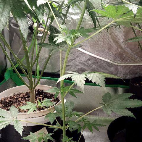 Cotton candy cane and G.R.E.A.M growlog timeline photo