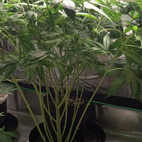 Cotton candy cane and G.R.E.A.M growlog timeline photo