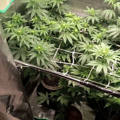 Cotton candy cane and G.R.E.A.M growlog timeline photo