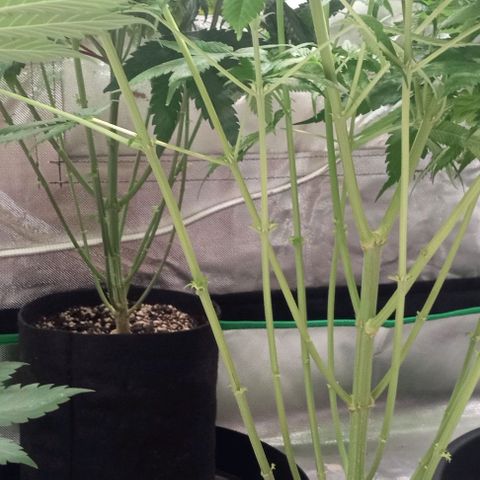 Cotton candy cane and G.R.E.A.M growlog timeline photo