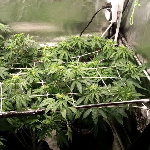 Cotton candy cane and G.R.E.A.M growlog timeline photo