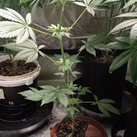 Cotton candy cane and G.R.E.A.M growlog timeline photo