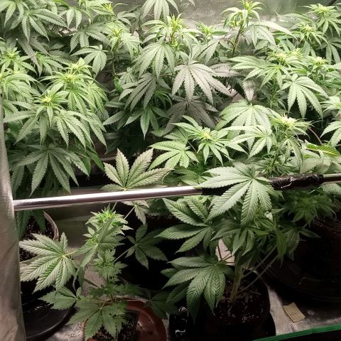 Cotton candy cane and G.R.E.A.M growlog timeline photo