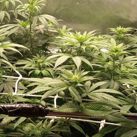 Cotton candy cane and G.R.E.A.M growlog timeline photo