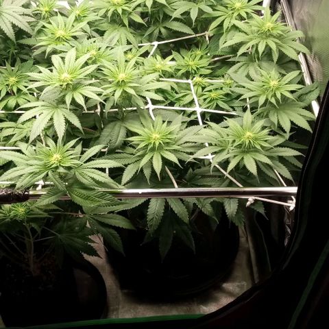 Cotton candy cane and G.R.E.A.M growlog timeline photo