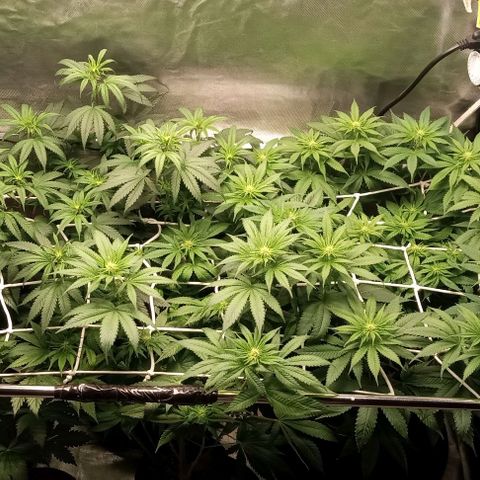 Cotton candy cane and G.R.E.A.M growlog timeline photo
