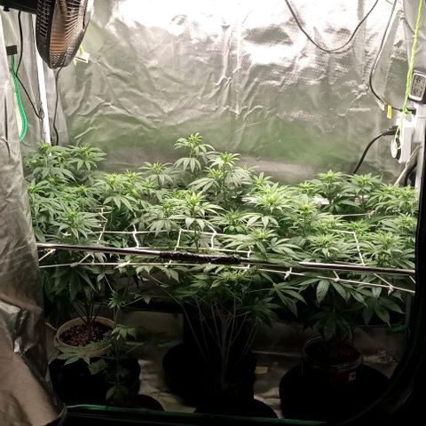 Cotton candy cane and G.R.E.A.M growlog timeline photo