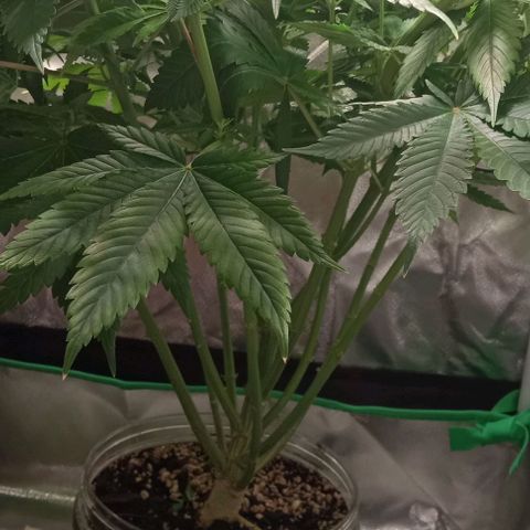 Cotton candy cane and G.R.E.A.M growlog timeline photo