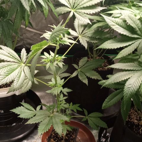Cotton candy cane and G.R.E.A.M growlog timeline photo