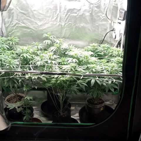 Cotton candy cane and G.R.E.A.M growlog timeline photo