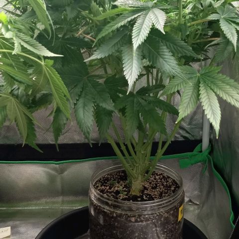 Cotton candy cane and G.R.E.A.M growlog timeline photo