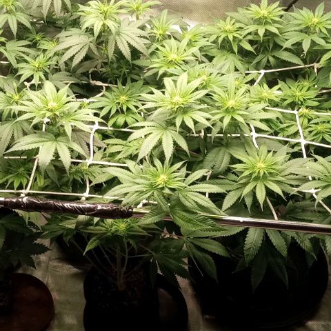 Cotton candy cane and G.R.E.A.M growlog timeline photo