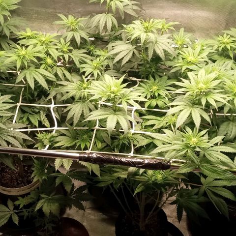 Cotton candy cane and G.R.E.A.M growlog timeline photo
