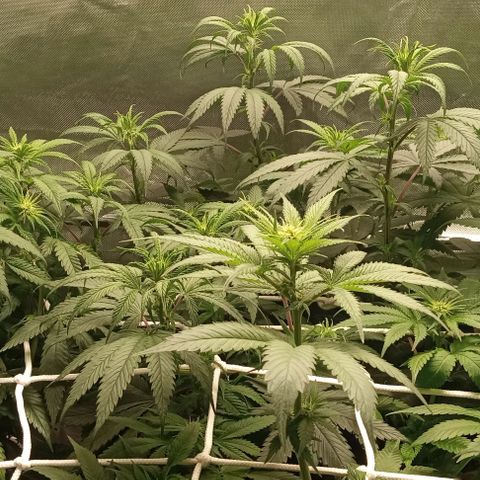 Cotton candy cane and G.R.E.A.M growlog timeline photo
