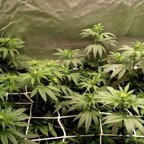Cotton candy cane and G.R.E.A.M growlog timeline photo