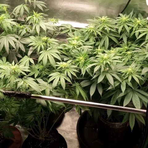 Cotton candy cane and G.R.E.A.M growlog timeline photo