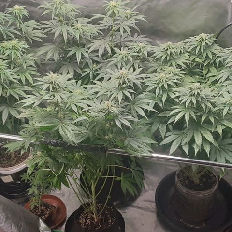 Cotton candy cane and G.R.E.A.M growlog timeline photo