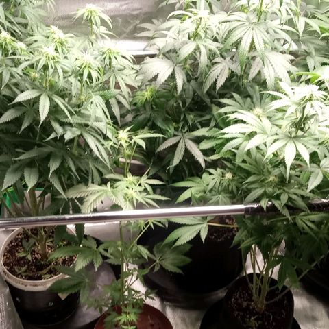 Cotton candy cane and G.R.E.A.M growlog timeline photo